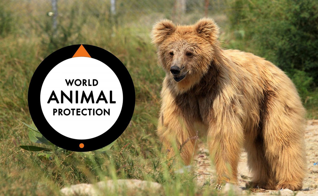 Vi støter World Animal Protection Danmark